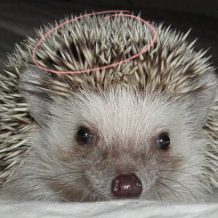 hedgehog