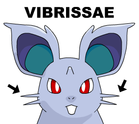 WHOA. Whiskers? How'd I miss THAT?